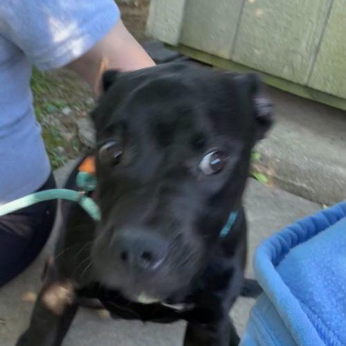 Enlarge Sonic, a Adoptable mixed breed in Burlington, IA image 2/2