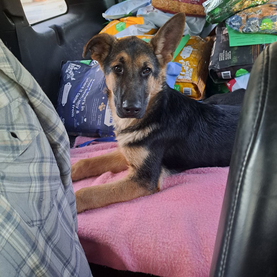 Gunner, a Adopted German Shepherd Dog in Brainerd, MN image 1/5