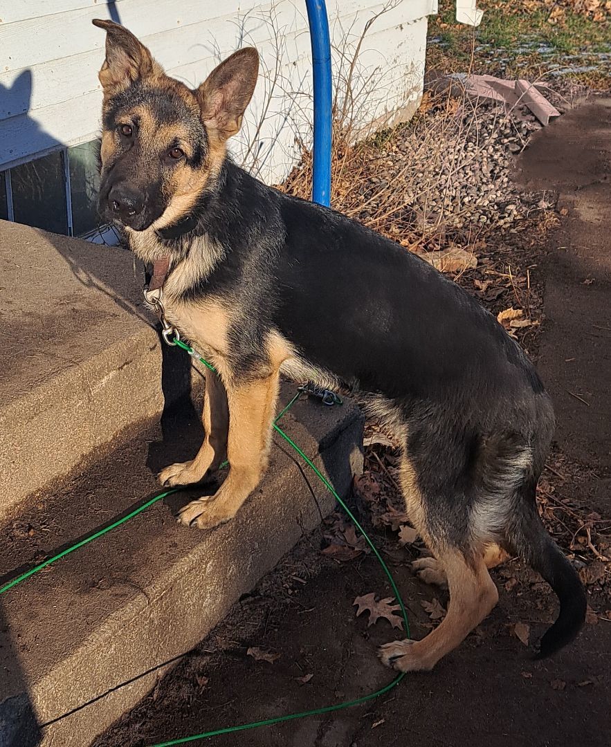Gunner, a Adopted German Shepherd Dog in Brainerd, MN image 2/5