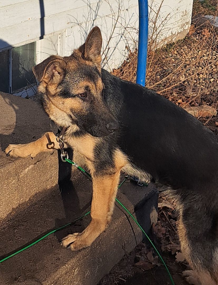 Gunner, a Adopted German Shepherd Dog in Brainerd, MN image 3/5