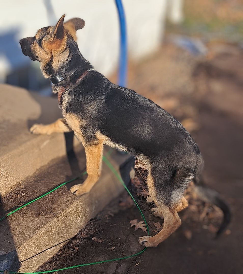 Gunner, a Adopted German Shepherd Dog in Brainerd, MN image 4/5
