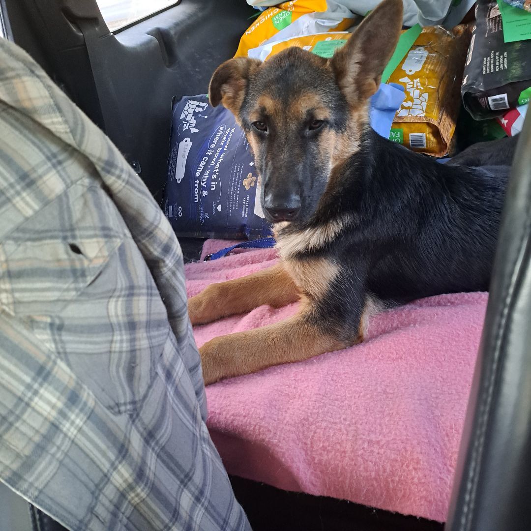 Gunner, a Adopted German Shepherd Dog in Brainerd, MN image 5/5