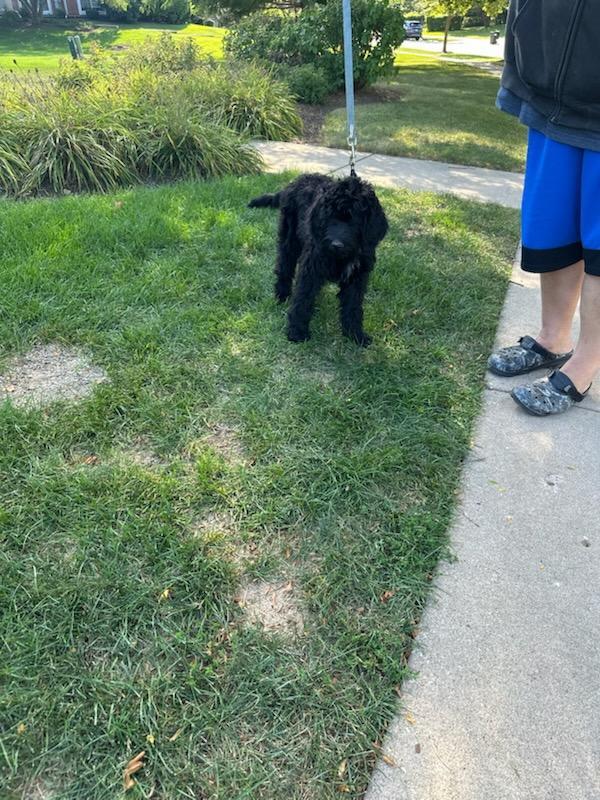 Rossi, an adoptable Labradoodle in Huntley, IL, 60142 | Photo Image 3