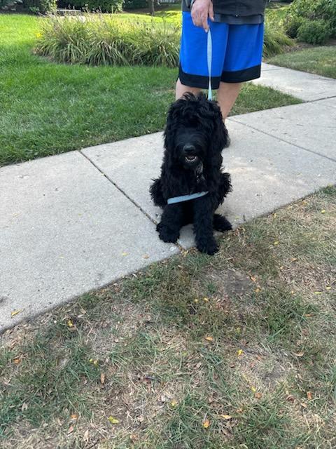 Rossi, an adoptable Labradoodle in Huntley, IL, 60142 | Photo Image 4