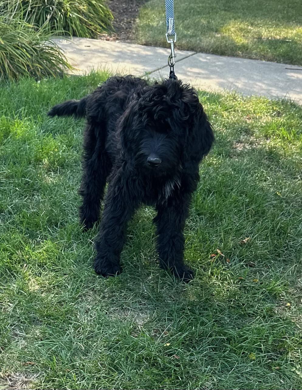 Rossi, an adoptable Labradoodle in Huntley, IL, 60142 | Photo Image 2