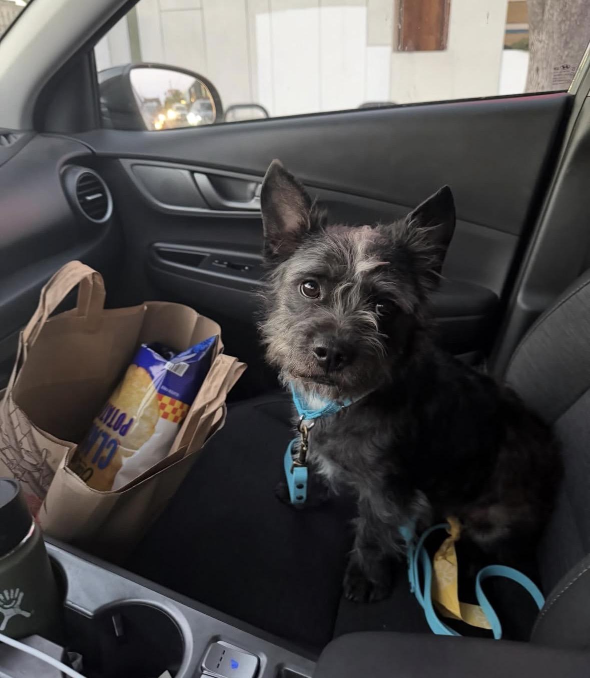 Enlarge Quinn, an adopted mixed breed in Pasadena, CA image 3/6