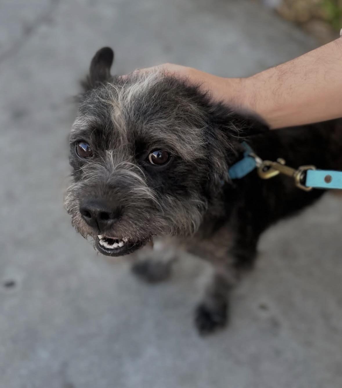 Enlarge Quinn, an adopted mixed breed in Pasadena, CA image 6/6