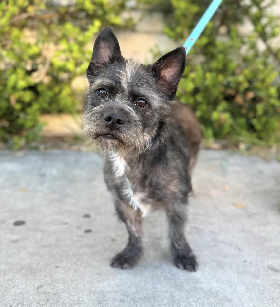 Enlarge Quinn, an adopted mixed breed in Pasadena, CA image 1/6