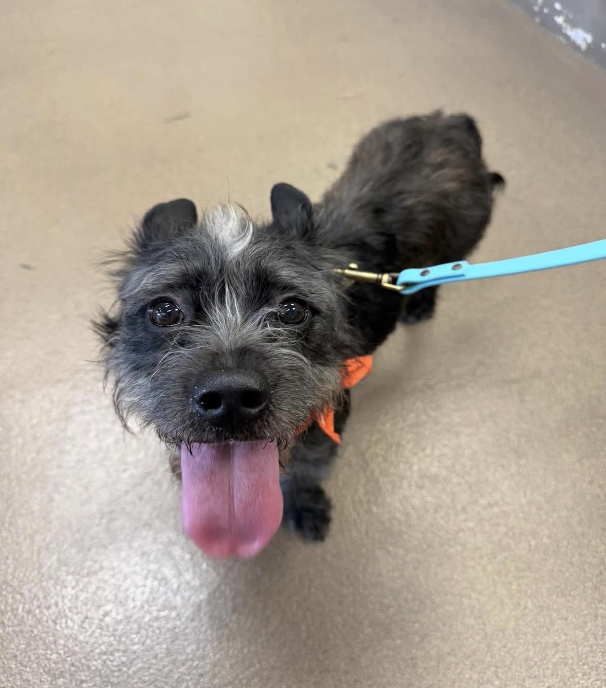 Enlarge Quinn, an adopted mixed breed in Pasadena, CA image 5/6