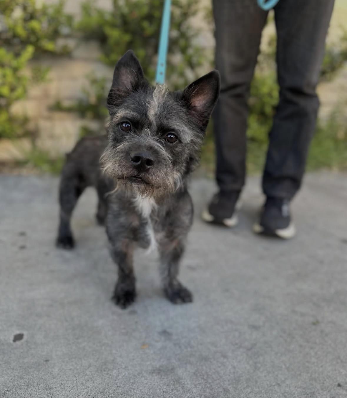 Enlarge Quinn, an adopted mixed breed in Pasadena, CA image 4/6