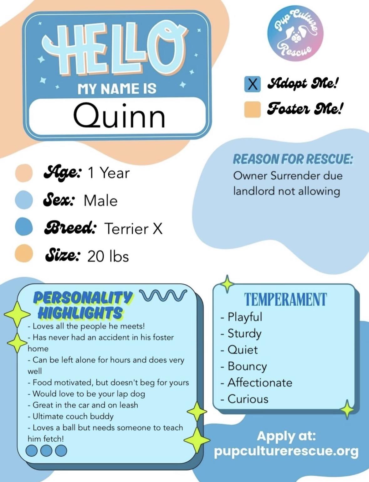 Enlarge Quinn, an adopted mixed breed in Pasadena, CA image 2/6