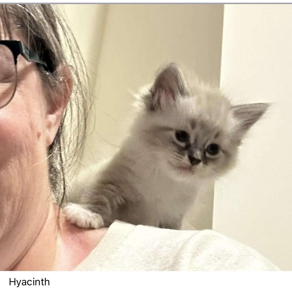 Enlarge Hyacinth, an adopted Domestic Short Hair in Seneca, SC image 3/3