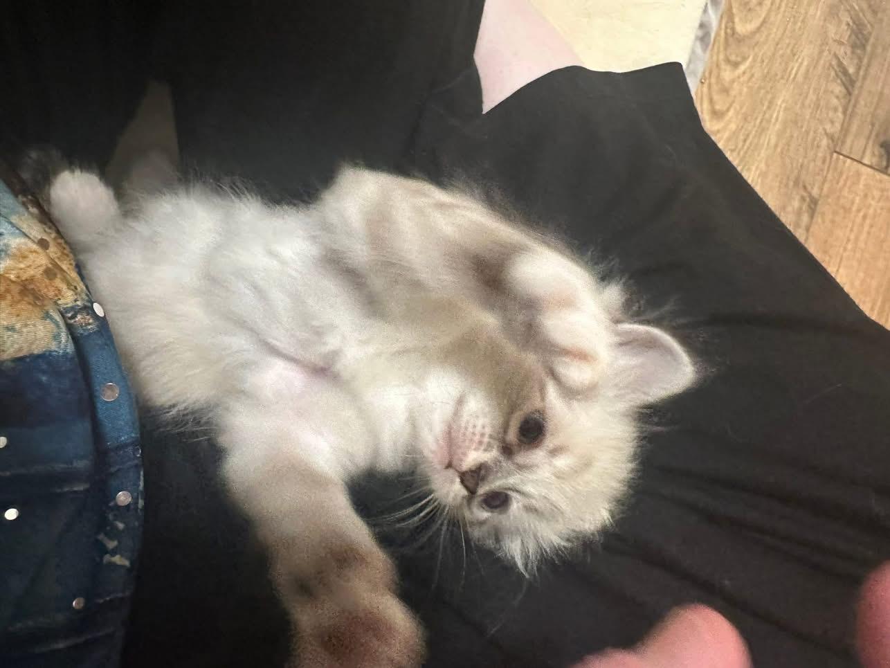 Enlarge Hyacinth, an adopted Domestic Short Hair in Seneca, SC image 2/3
