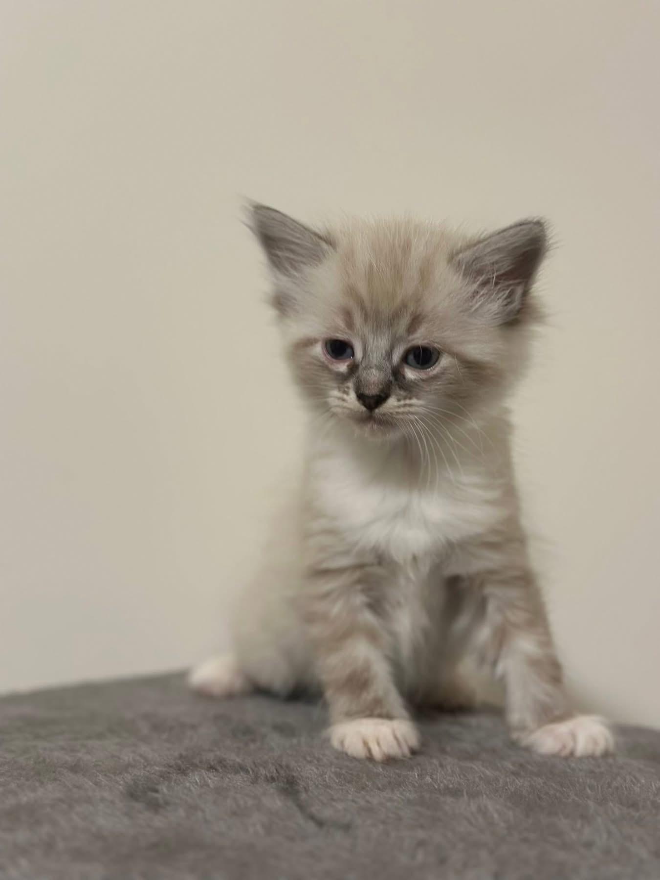 Enlarge Hyacinth, an adopted Domestic Short Hair in Seneca, SC image 1/3