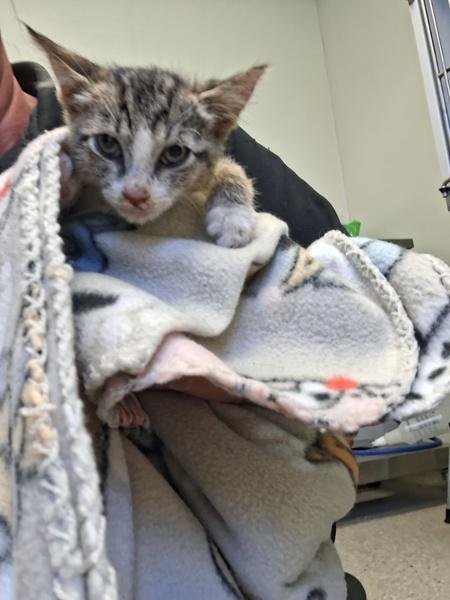 Blair, Adoptable, Young Female Domestic Short Hair.