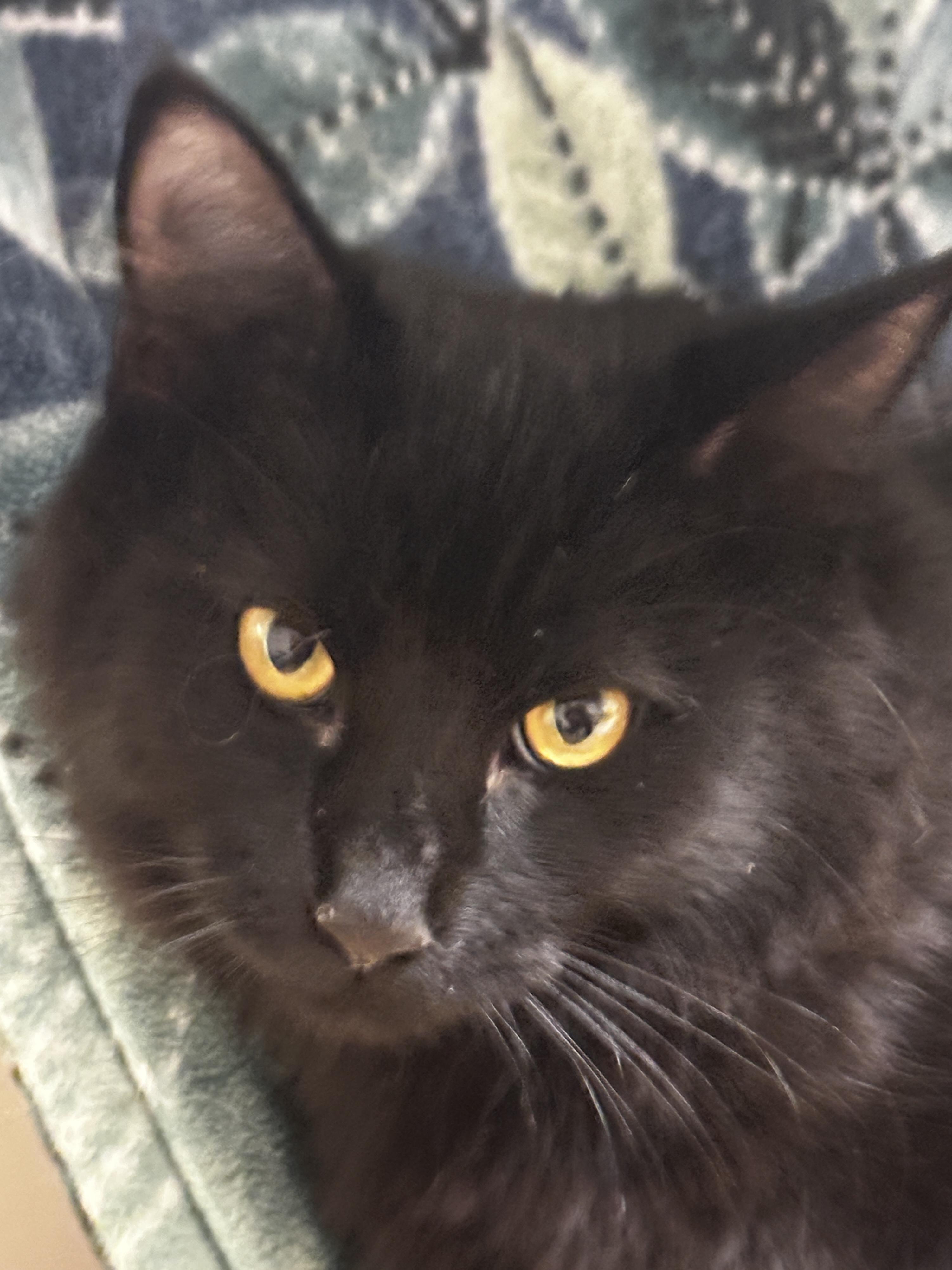 Molasses, adopted, Young Male Domestic Medium Hair.