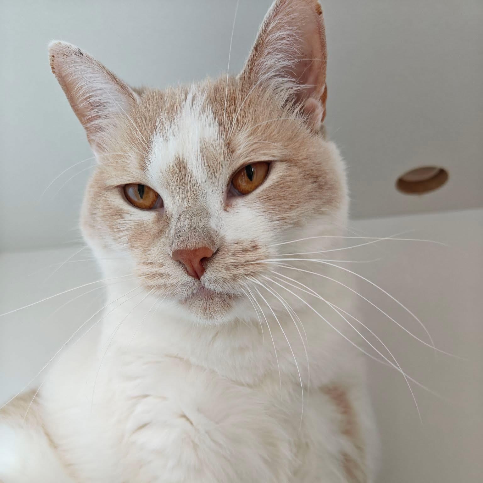Little Debbie & Pillsbury, a ADOPTABLE Domestic Short Hair in Evanston, IL image 3/6