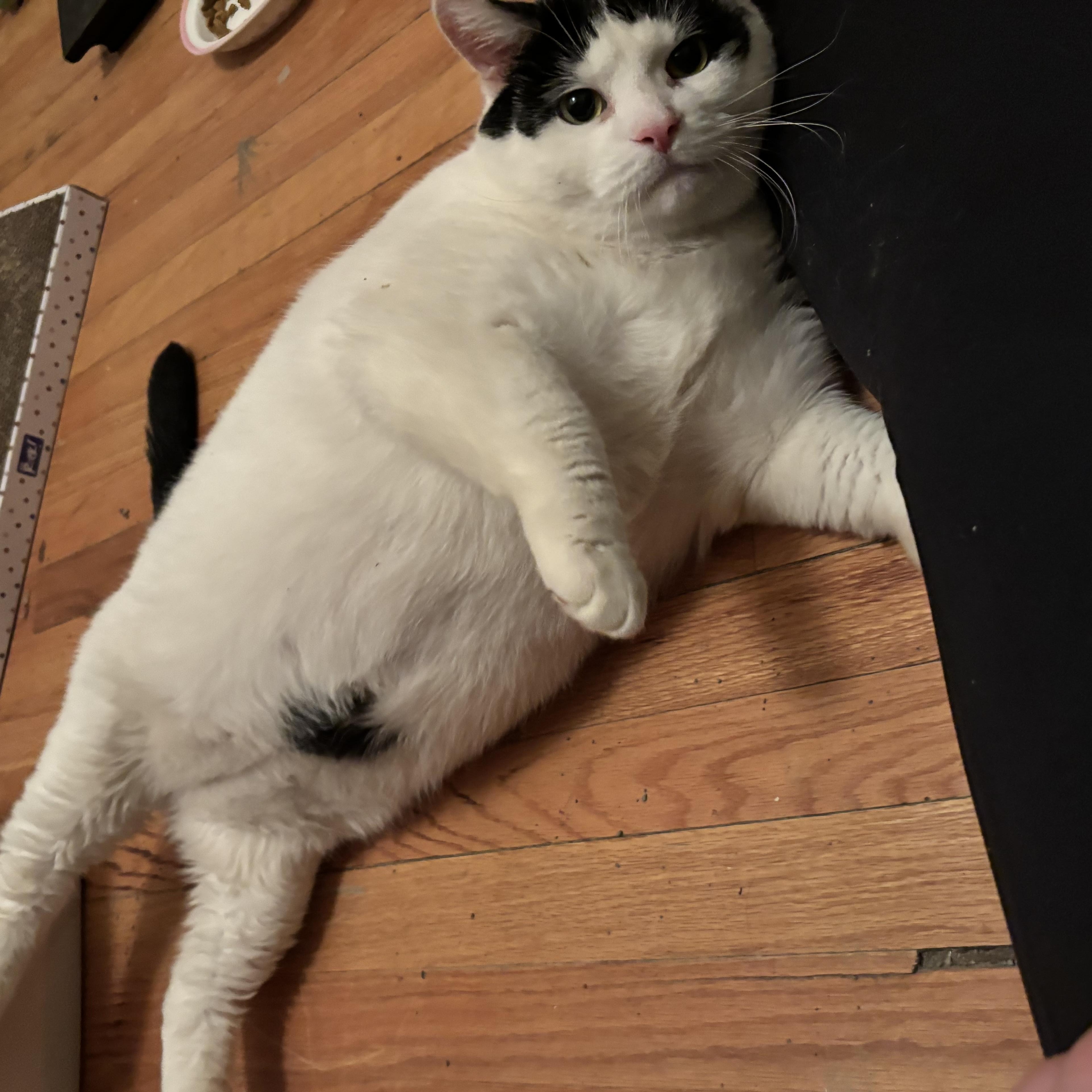 Little Debbie & Pillsbury, a ADOPTABLE Domestic Short Hair in Evanston, IL image 5/6