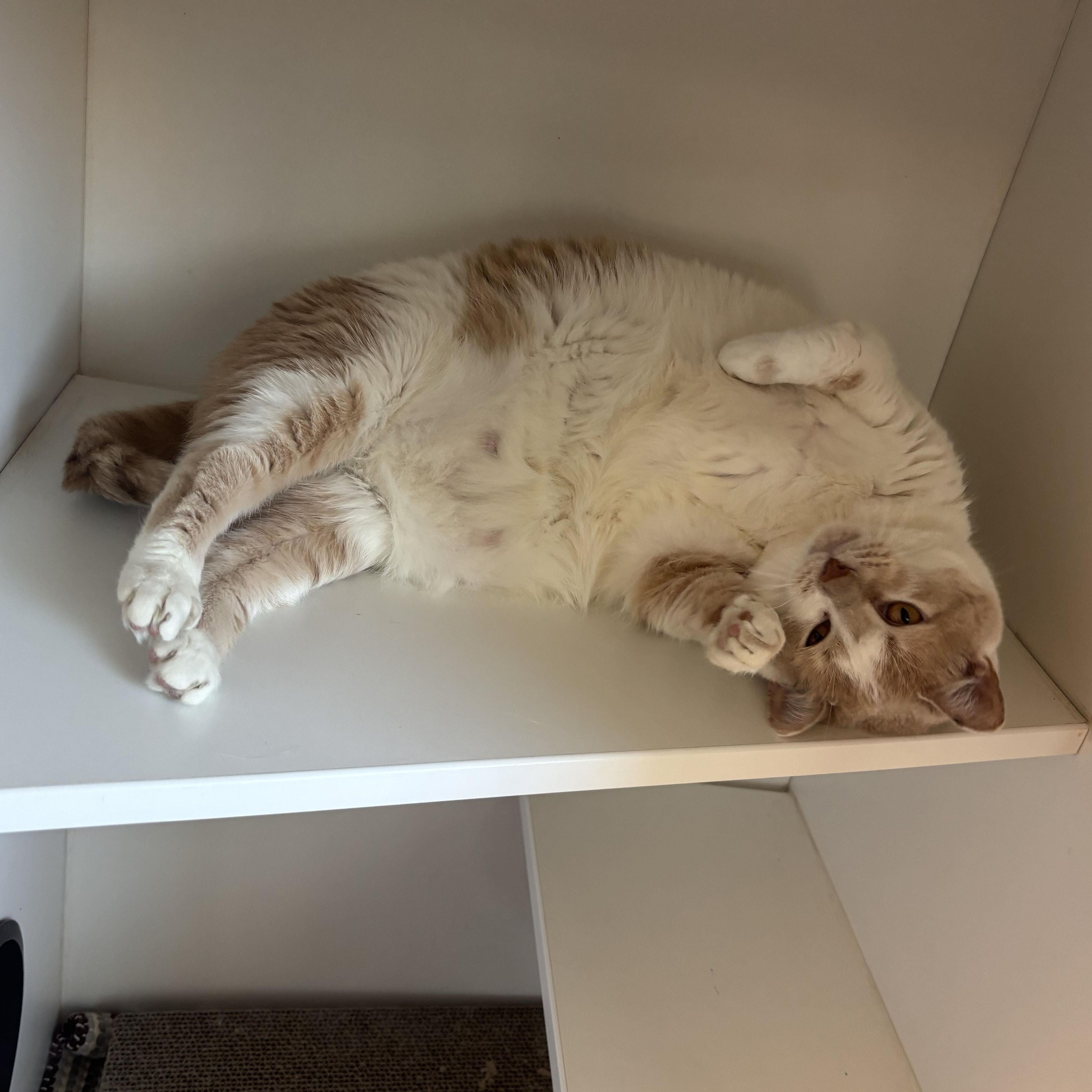 Little Debbie & Pillsbury, a ADOPTABLE Domestic Short Hair in Evanston, IL image 4/6