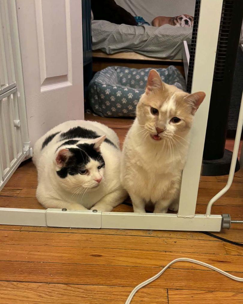 Little Debbie & Pillsbury, Adoptable, Adult Female Domestic Short Hair.