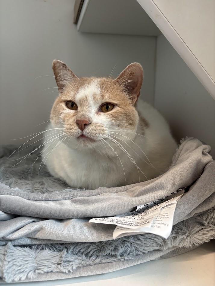 Little Debbie & Pillsbury, a ADOPTABLE Domestic Short Hair in Evanston, IL image 2/6