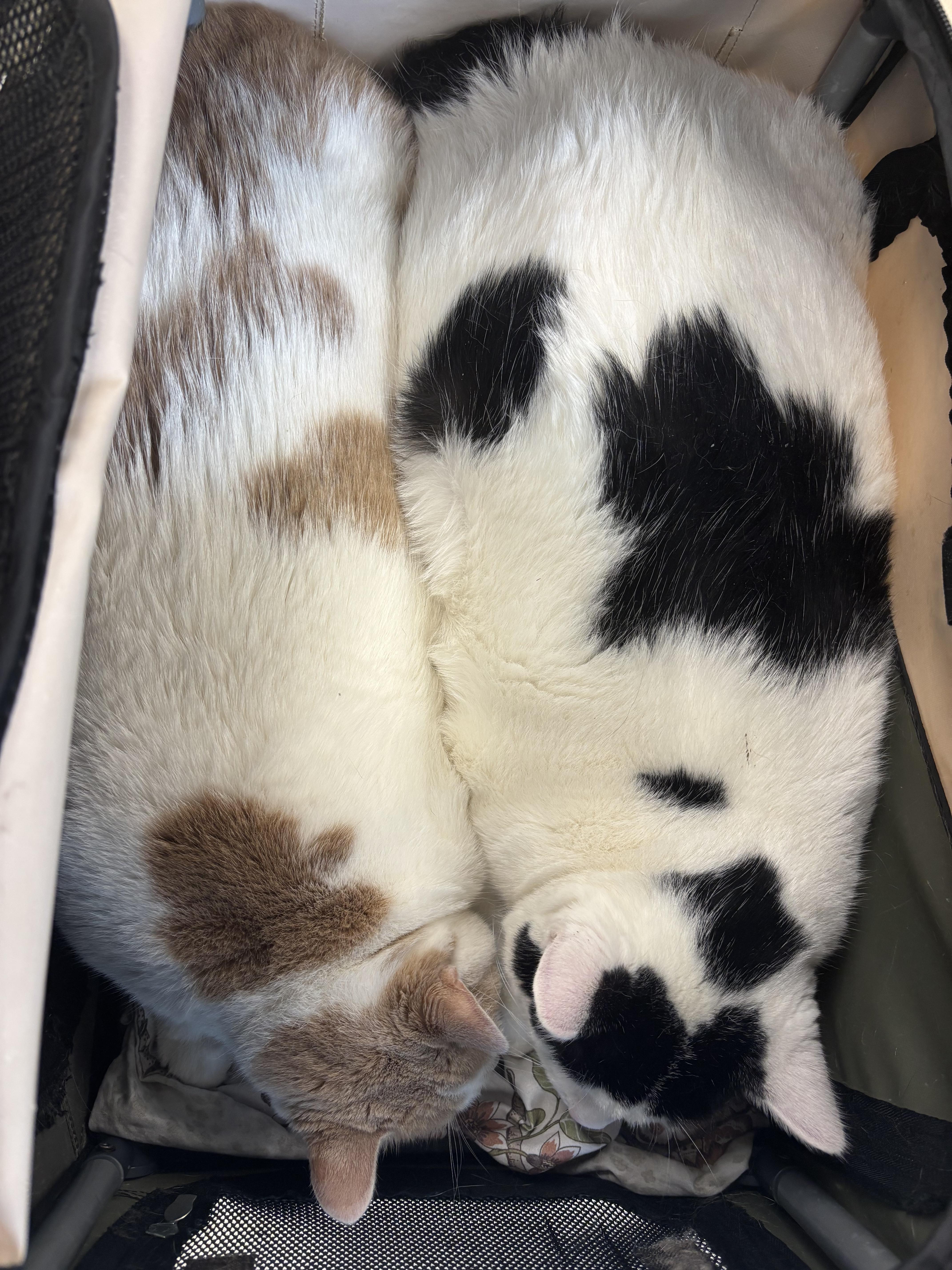 Little Debbie & Pillsbury, ADOPTABLE, Adult Female Domestic Short Hair.