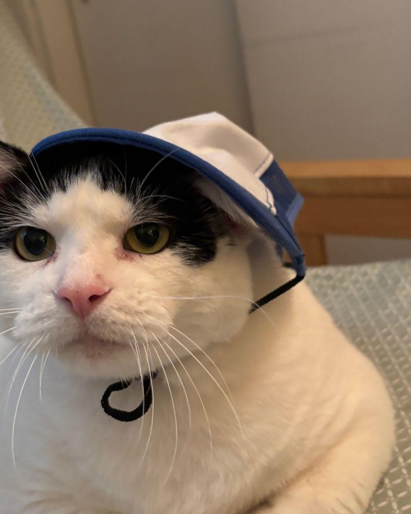Enlarge Little Debbie & Pillsbury, a Adoptable Domestic Short Hair in Evanston, IL image 2/6