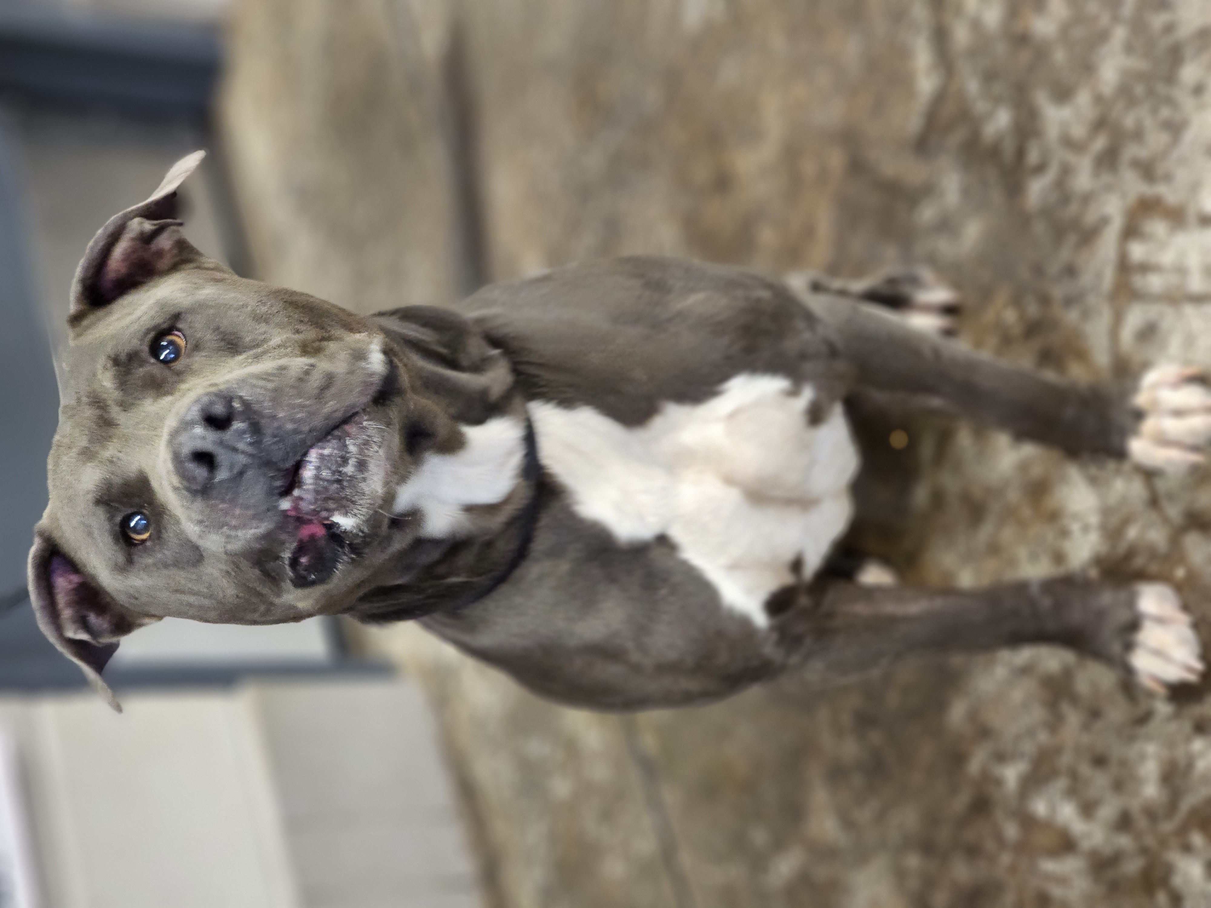 Tonka, Adopted, Adult Male Pit Bull Terrier.