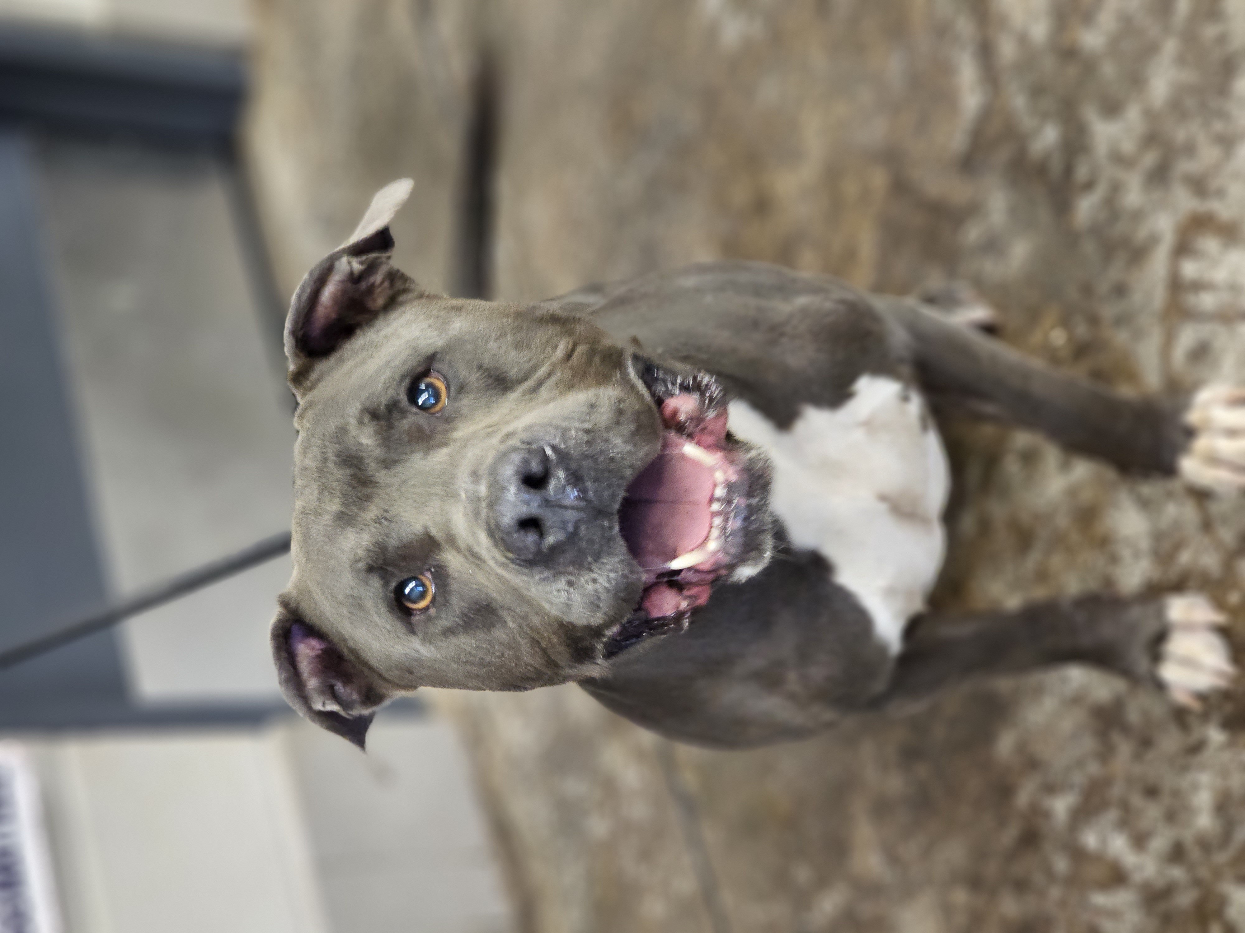 Tonka, a Adopted Pit Bull Terrier in Enid, OK image 2/4