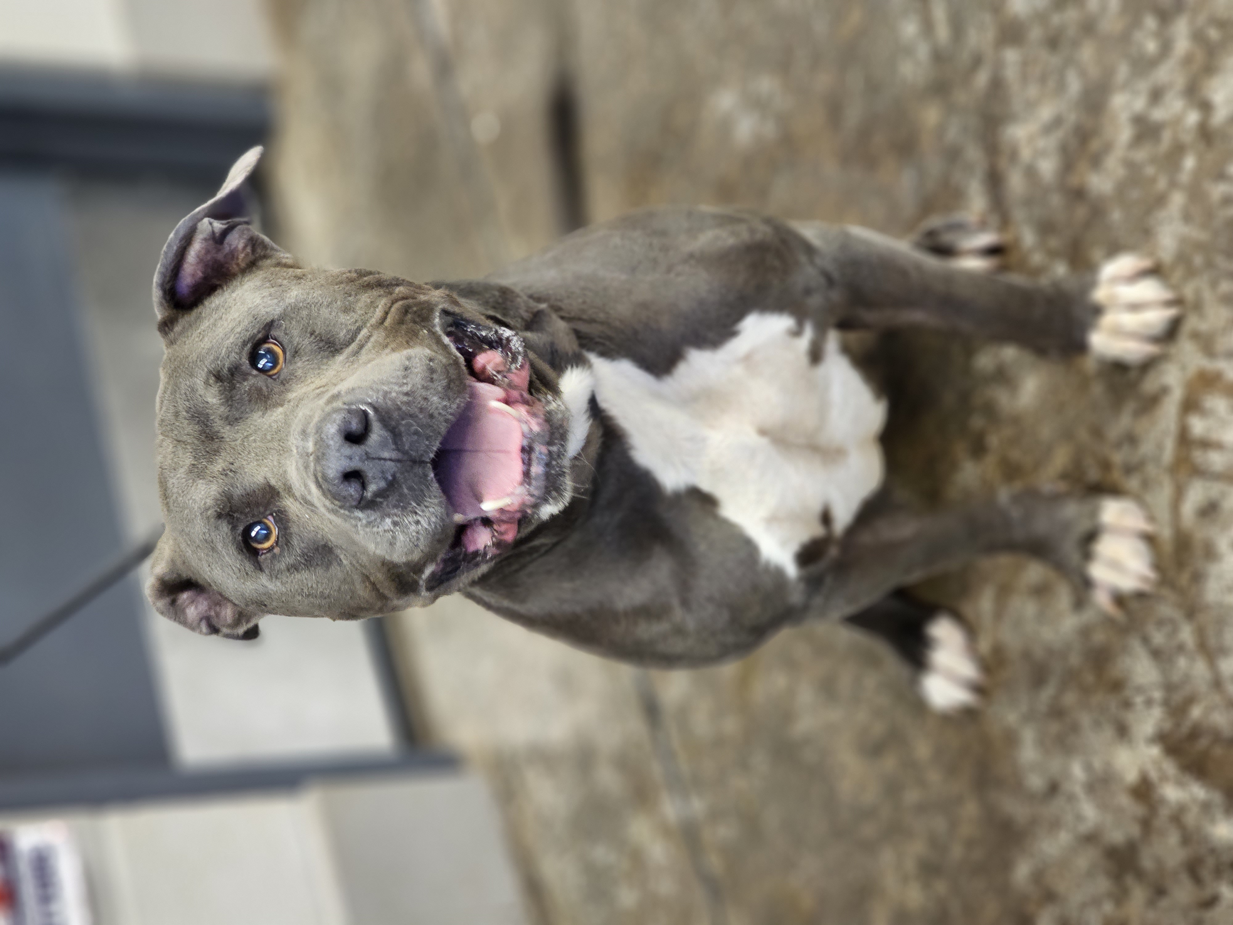 Tonka, a Adopted Pit Bull Terrier in Enid, OK image 3/4