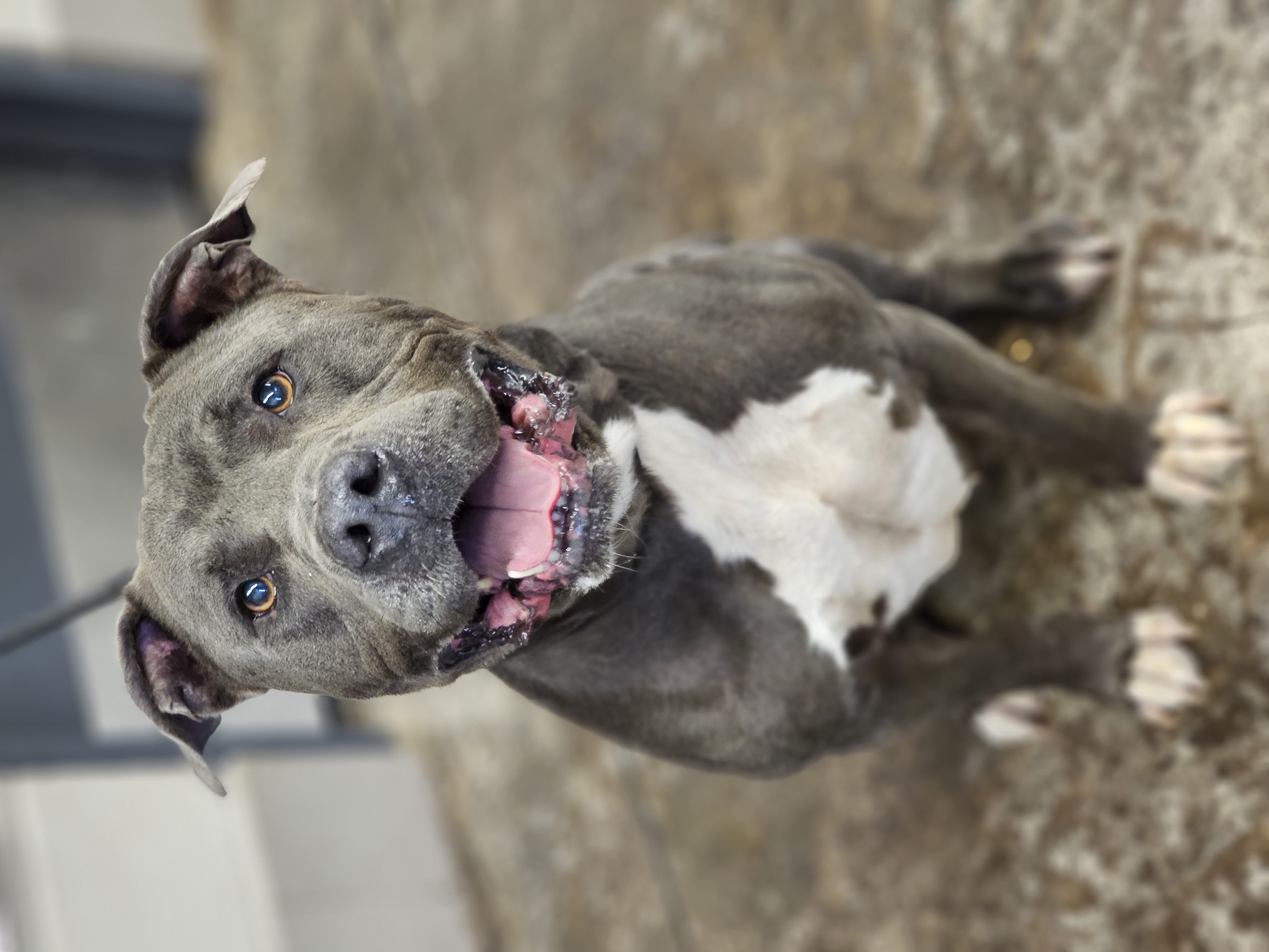 Tonka, a Adopted Pit Bull Terrier in Enid, OK image 4/4
