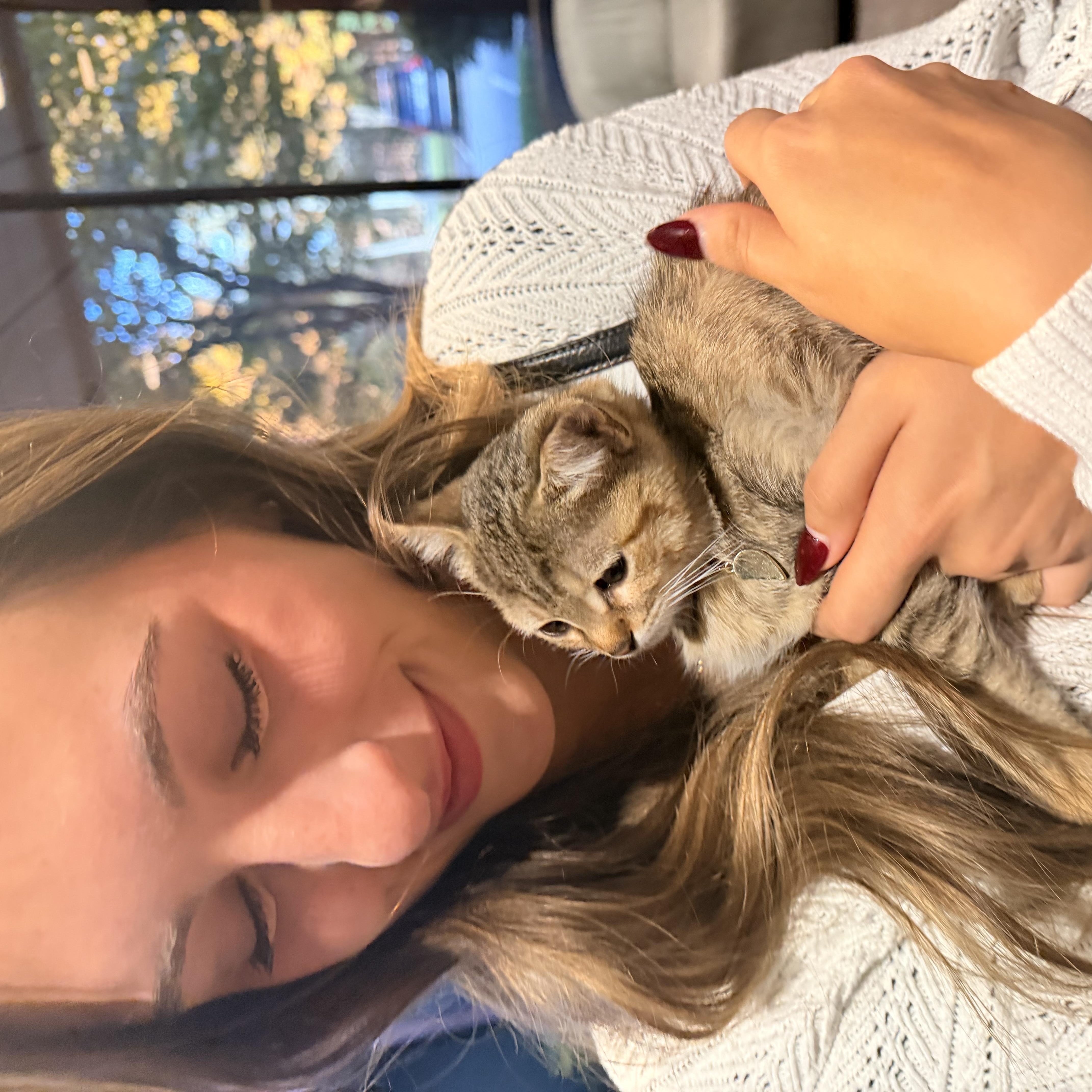 LaBelle, Adoptable, Kitten Female Domestic Short Hair.