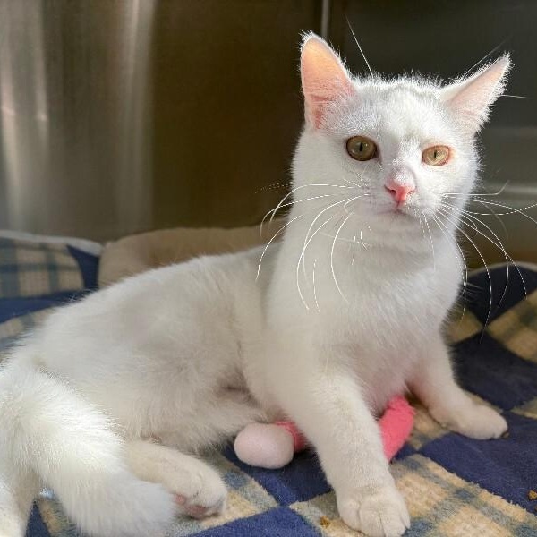 BIANCA, a Adoptable Domestic Short Hair in La Crescent, MN image 1/4