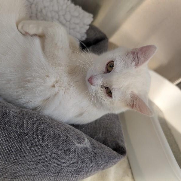 BIANCA, a Adoptable Domestic Short Hair in La Crescent, MN image 4/4