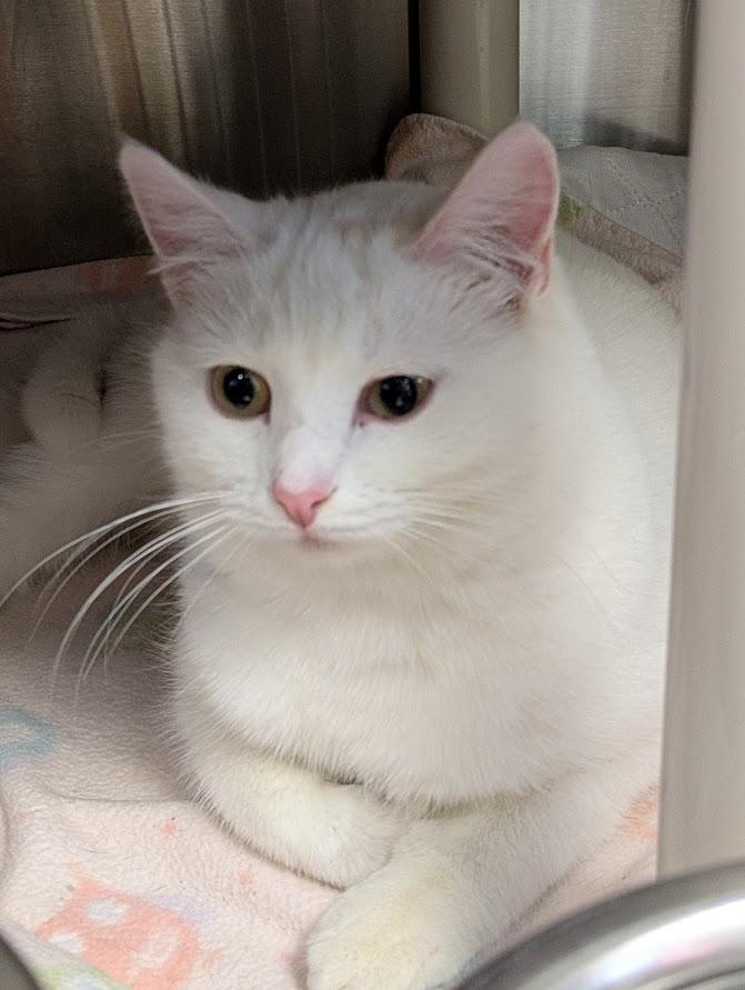 BIANCA, a Adoptable Domestic Short Hair in La Crescent, MN image 2/4