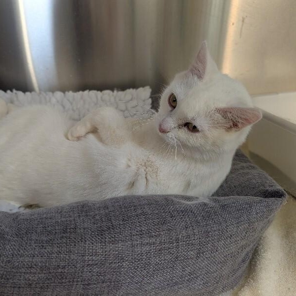 BIANCA, a Adoptable Domestic Short Hair in La Crescent, MN image 3/4