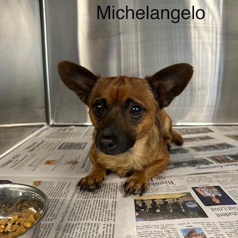 Michelangelo, Adoptable, Adult Male Chihuahua & Mixed Breed.
