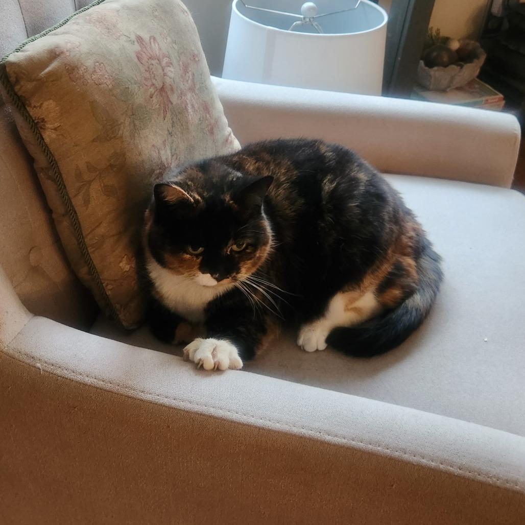 Marbles, Adoptable, Young Female Domestic Short Hair.