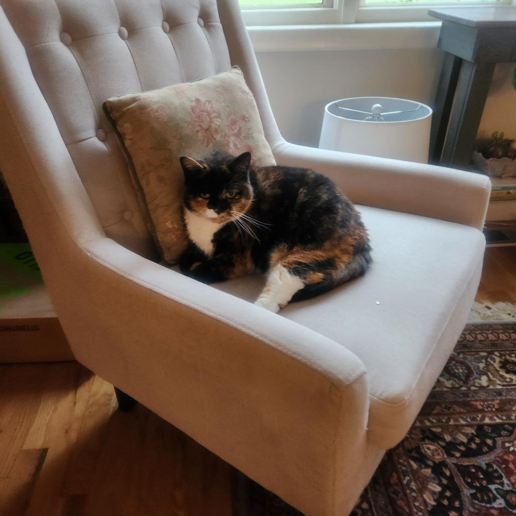 Enlarge Marbles, a Adoptable Domestic Short Hair in Manchester, CT image 2/6