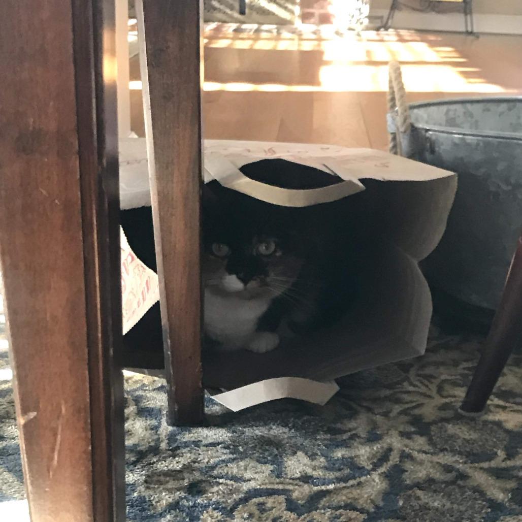 Enlarge Marbles, a Adoptable Domestic Short Hair in Manchester, CT image 3/6