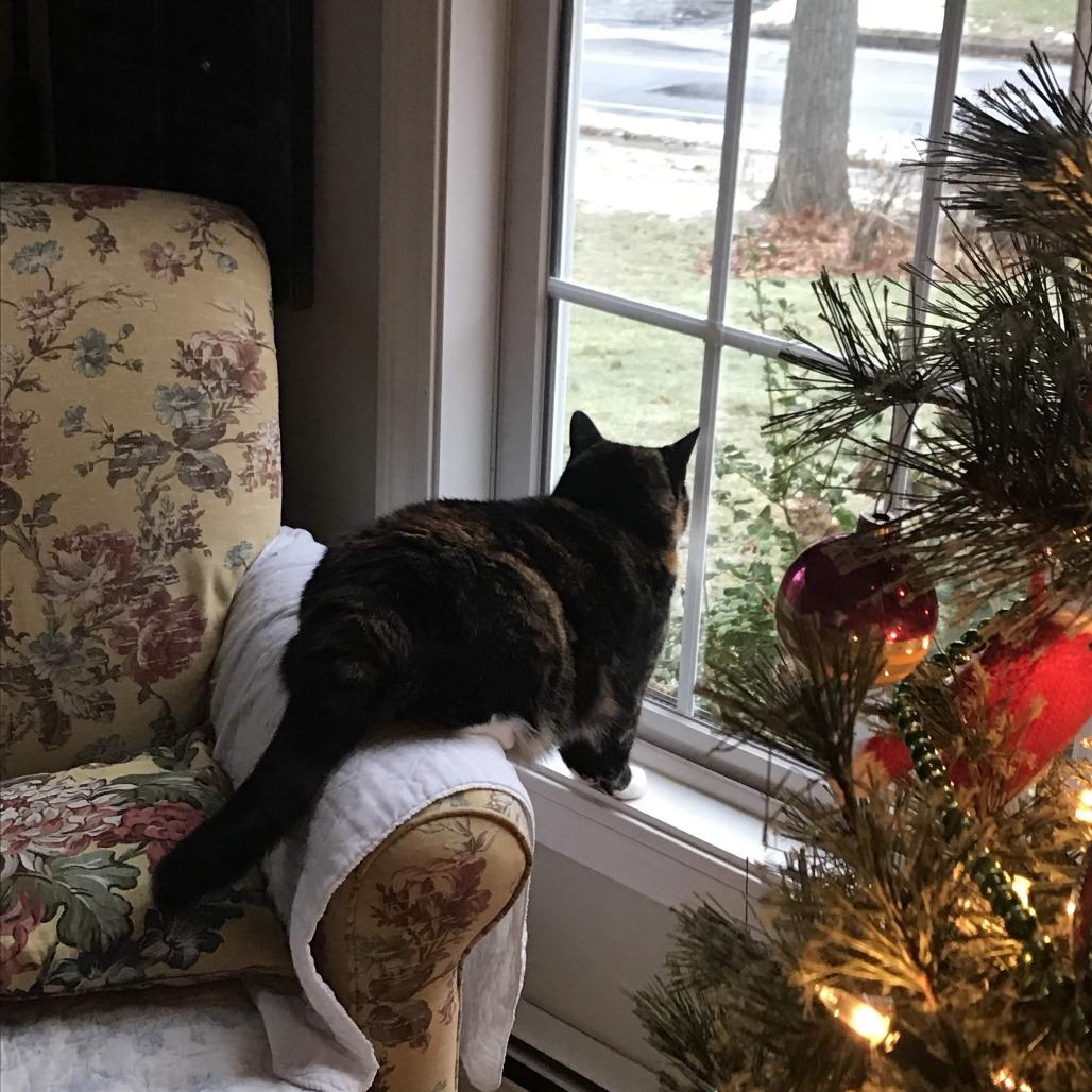 Enlarge Marbles, a Adoptable Domestic Short Hair in Manchester, CT image 4/6