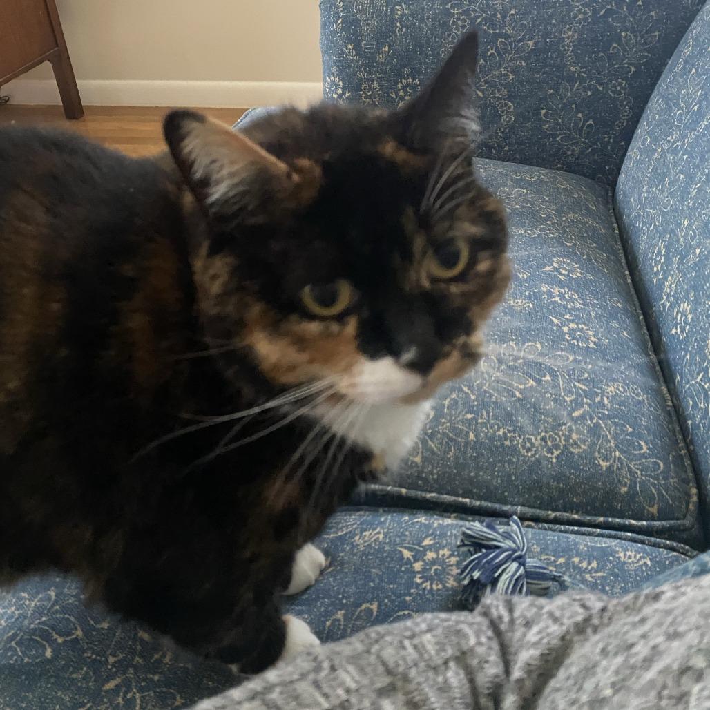 Enlarge Marbles, a Adoptable Domestic Short Hair in Manchester, CT image 5/6