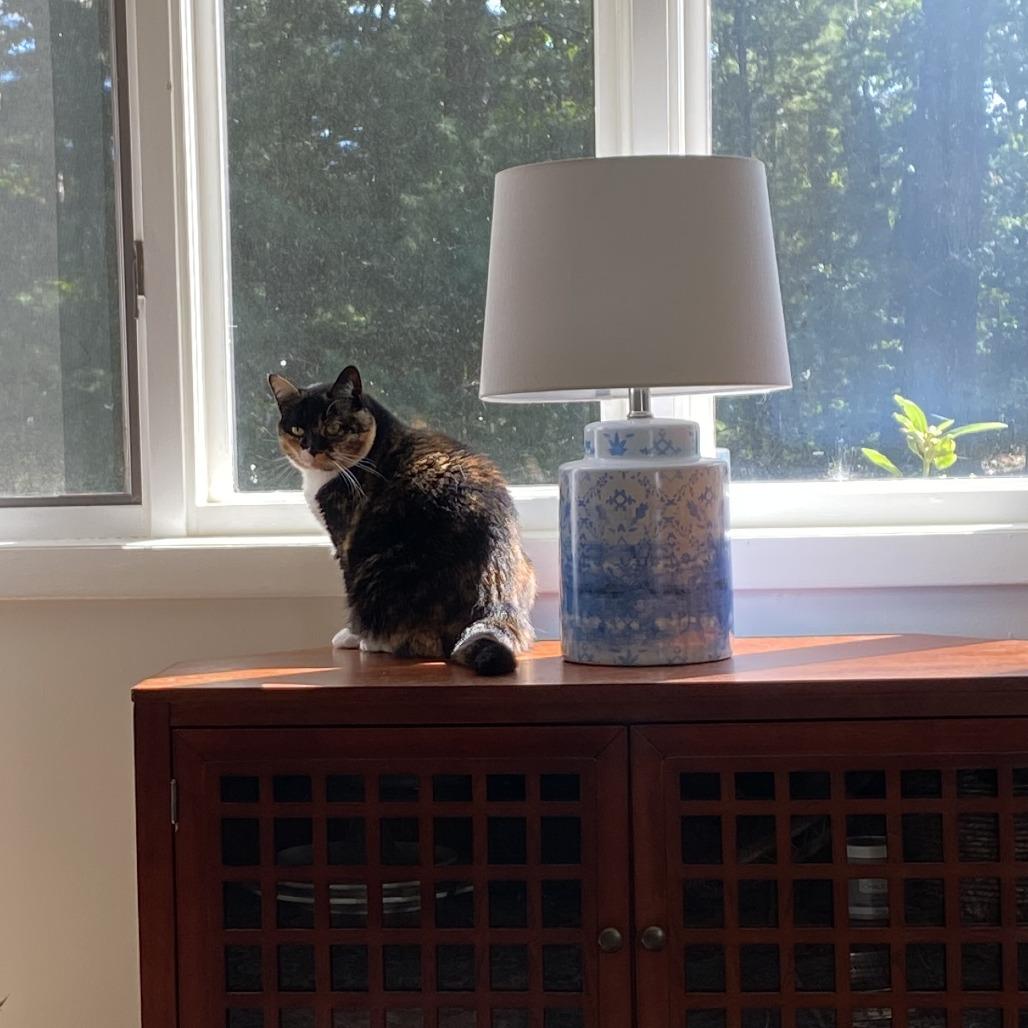 Enlarge Marbles, a Adoptable Domestic Short Hair in Manchester, CT image 6/6