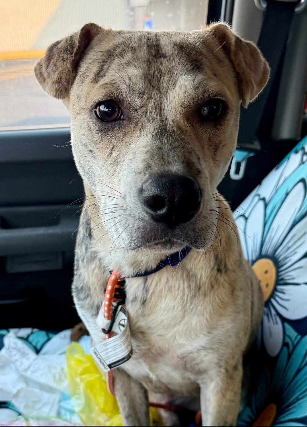 Hank, a Adoptable mixed breed in Farmington, CT image 2/4