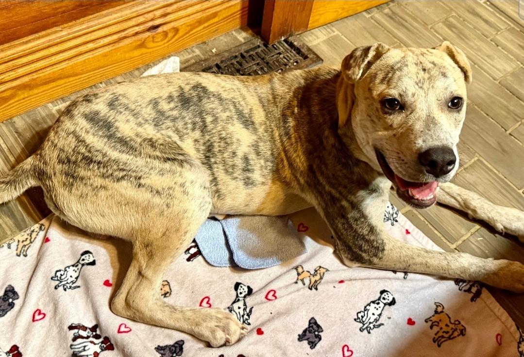 Hank, a Adoptable mixed breed in Farmington, CT image 3/4