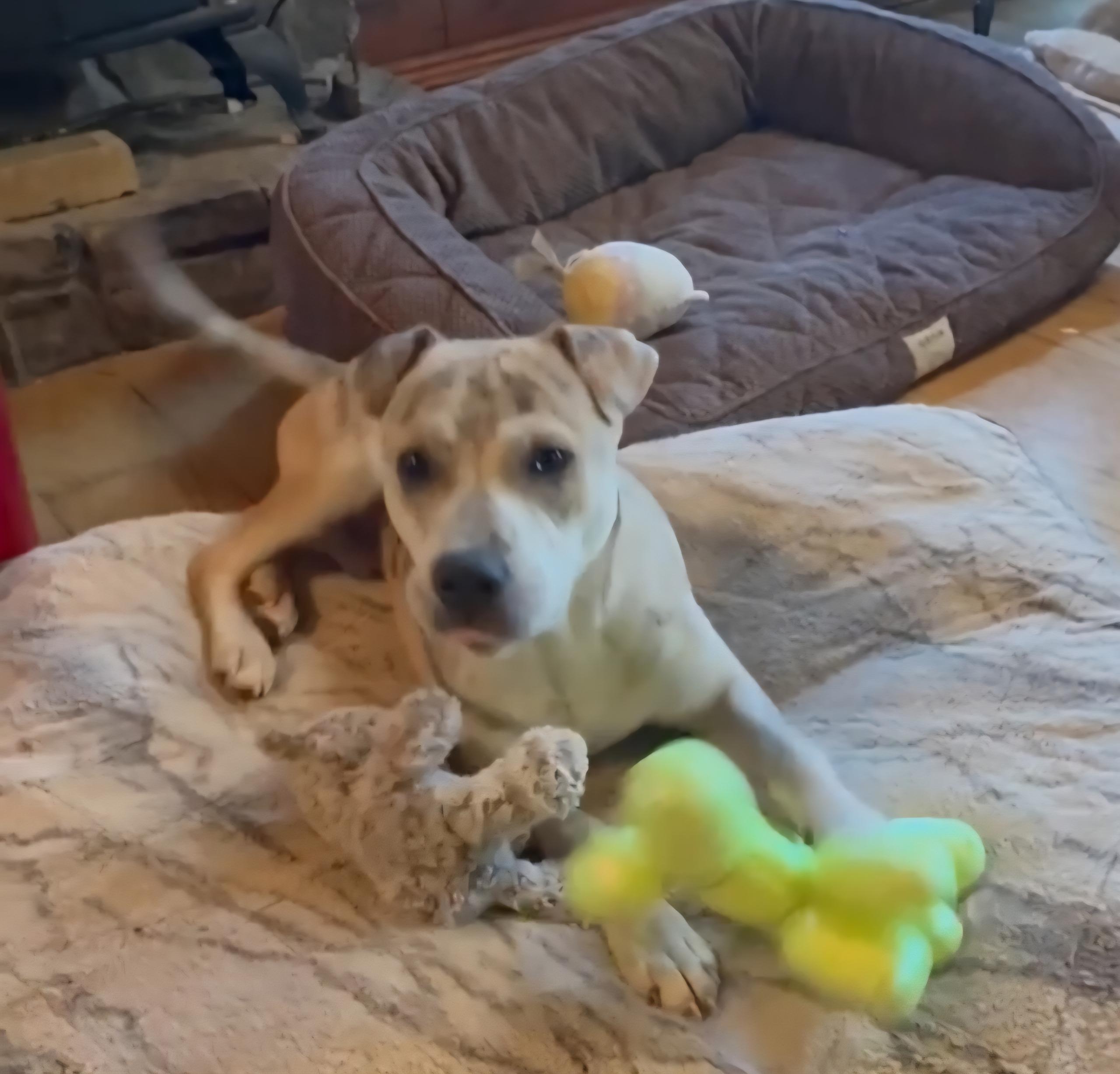 Hank, a Adoptable mixed breed in Farmington, CT image 4/4