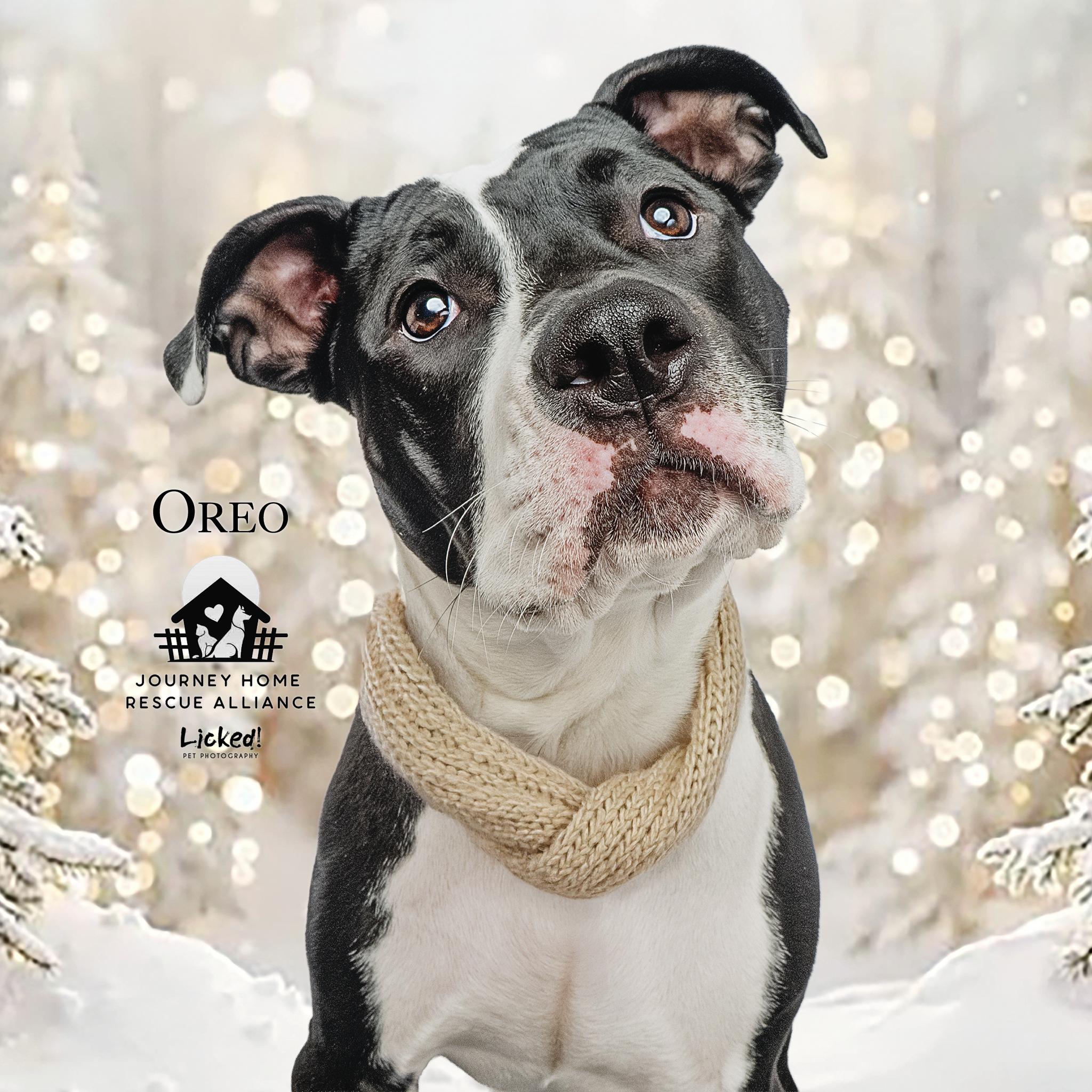Oreo (fka Squash), Adoptable, Young Female Mixed Breed.