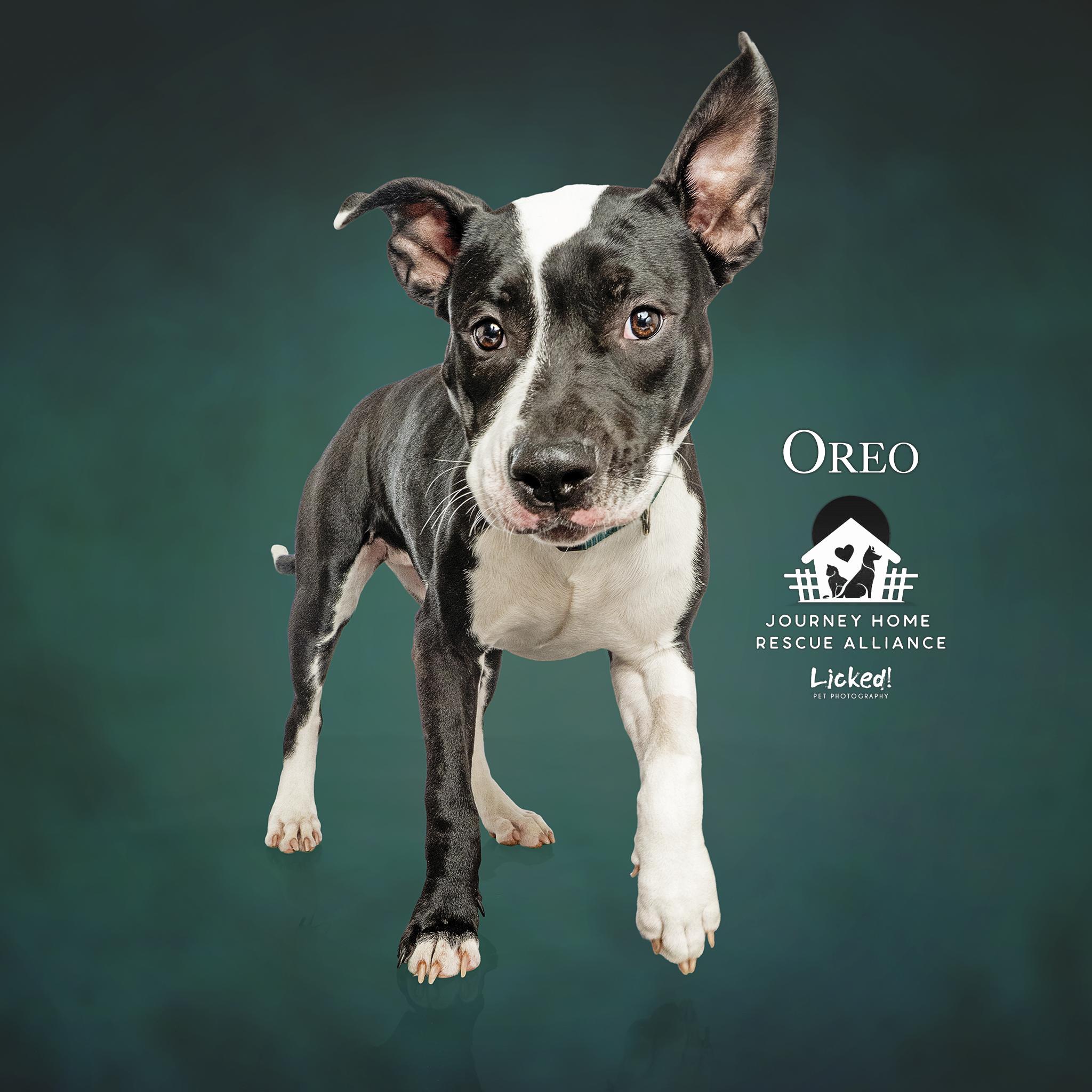 Oreo (fka Squash), a Adoptable Mixed Breed in Wando, SC image 2/4