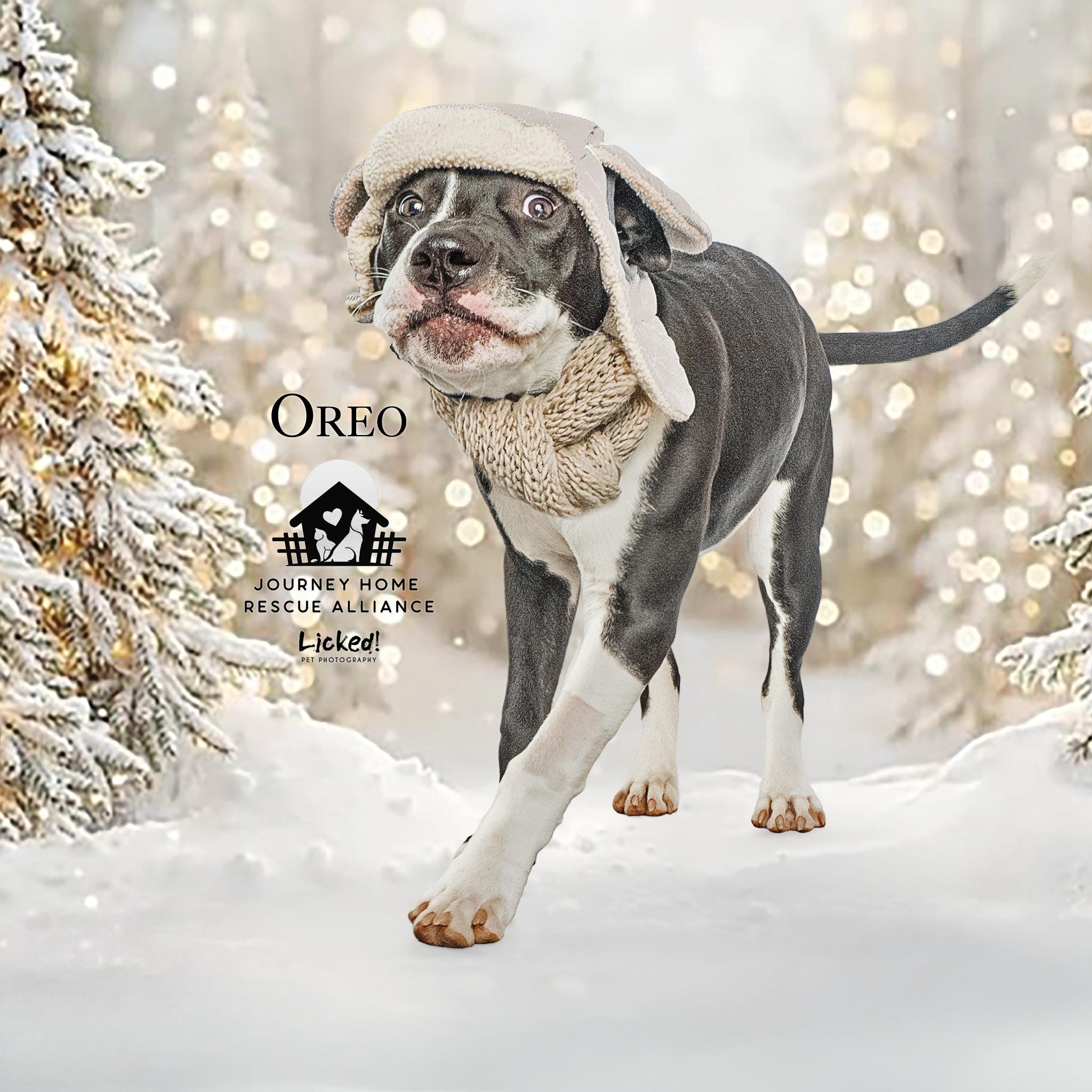 Oreo (fka Squash), a Adoptable Mixed Breed in Wando, SC image 4/4