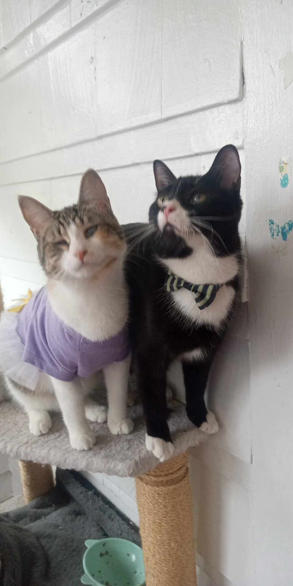 Grimace and Rosie, a Adoptable Domestic Short Hair in East Orange, NJ image 2/6